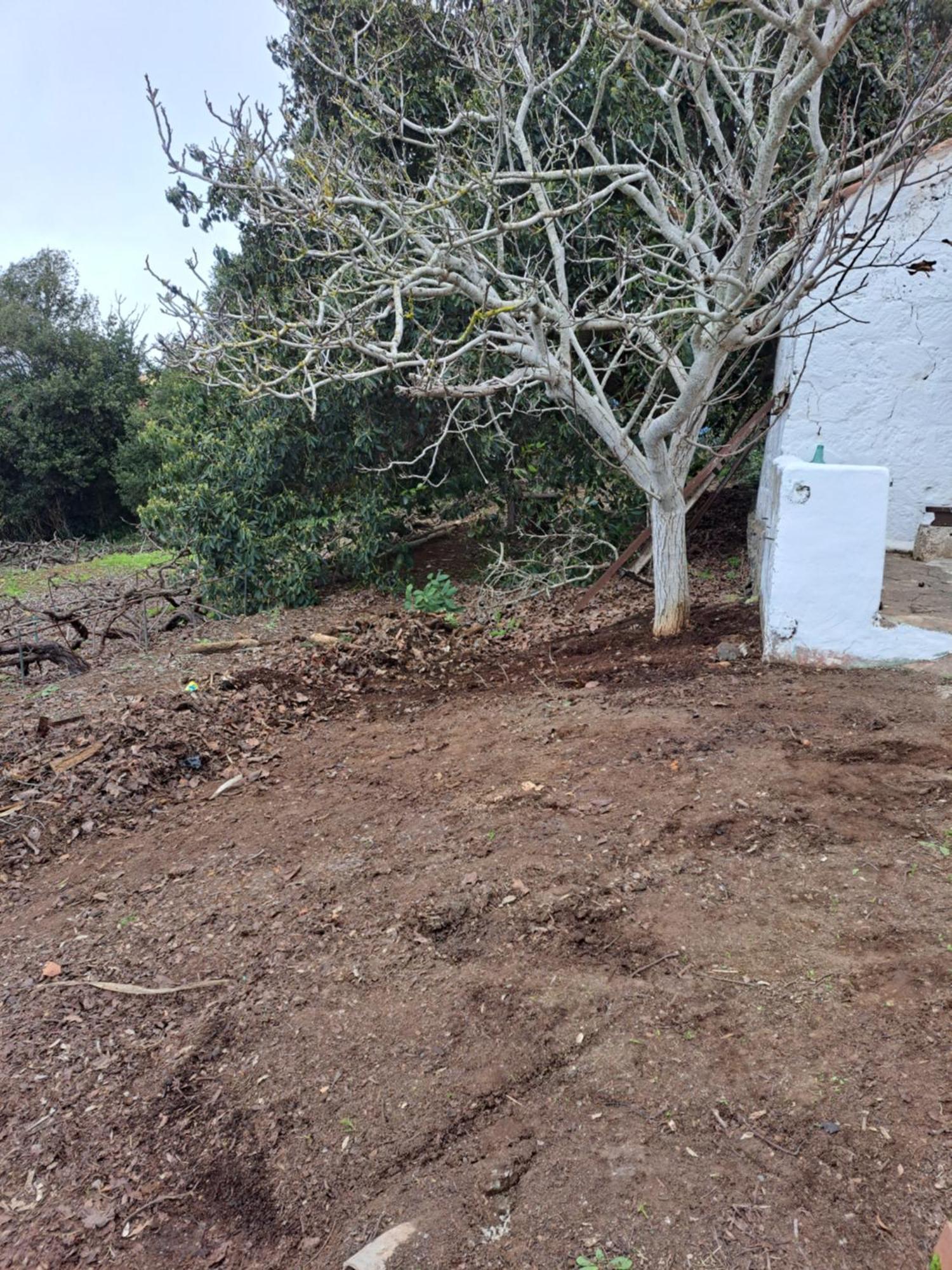 Mamposo * Tacoronte